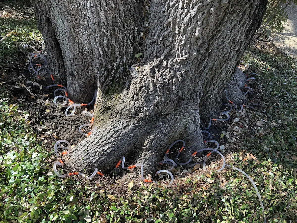 Detailed Tree Cabling and Bracing job site in Brookston