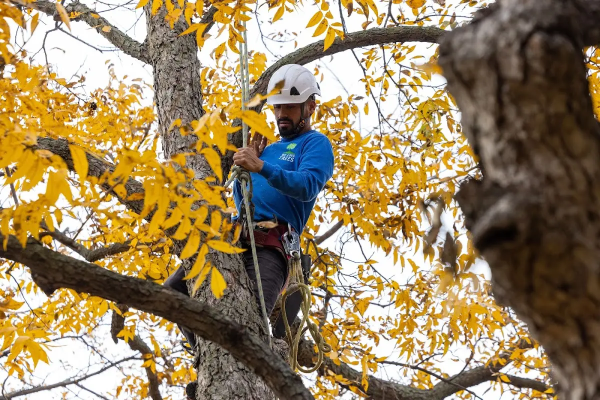 Skilled Storm Damage Cleanup crew working in Brookston